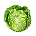 Cabbage 